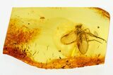 Detailed Fossil Snipe Fly (Symphoromyia) In Baltic Amber #272649-1